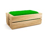 Wooden box filled with grass, illustration