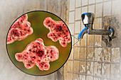 Tap water contaminated by amoeba, illustration