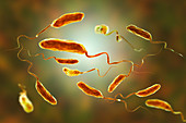 Cholera bacteria, illustration