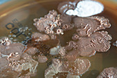 Bacterial colonies growing in Petri dish