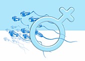 Human sperm and gender symbol, illustration