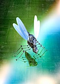 Robotic insect on circuit board, illustration
