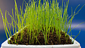 Grass growing in pot