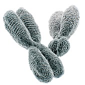 XY chromosomes, illustration