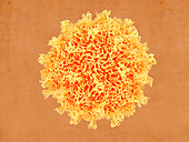 Coxsackievirus virus particle, illustration