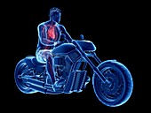 Illustration of a biker's heart