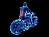 Illustration of a biker's back muscles