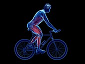 Illustration of a cyclist's muscles