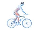 Illustration of a cyclist's muscles