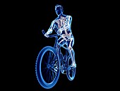 Illustration of a cyclist's skeleton
