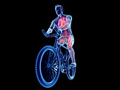 Illustration of a cyclist's anatomy