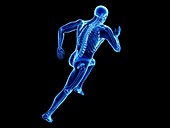 Illustration of a jogger's skeleton