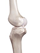 Illustration of the human knee