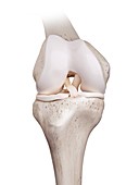 Illustration of the human knee
