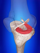 Illustration of the lateral meniscus