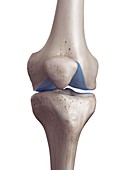 Illustration of the knee cartilage