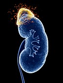 Illustration of the adrenal gland producing hormones