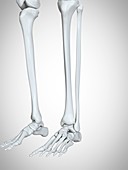 Illustration of the lower leg and foot bones