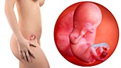 Illustration of a pregnant woman and 12 week foetus