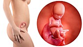 Illustration of a pregnant woman and 16 week foetus