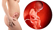 Illustration of a pregnant woman and 22 week foetus