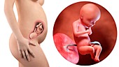 Illustration of a pregnant woman and 28 week foetus