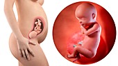Illustration of a pregnant woman and 30 week foetus