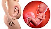 Illustration of a pregnant woman and 34 week foetus