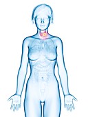 Illustration of thyroid gland cancer