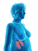 Illustration of an obese woman's kidneys