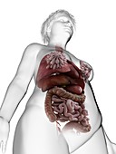 Illustration of an obese woman's internal organs