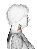 Illustration of an obese woman's larynx