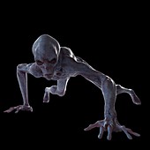 Illustration of a humanoid alien
