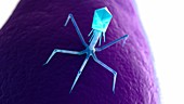 Illustration of a bacteriophage on a bacteria