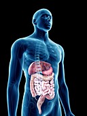 Illustration of a man's digestive system