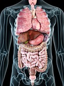 Illustration of a man's internal organs