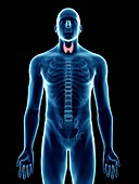 Illustration of a man's thyroid gland