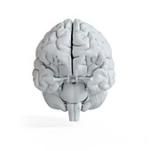 Illustration of a white brain