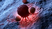 Illustration of white blood cells attacking a cancer cell
