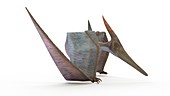 Illustration of a Pteranodon