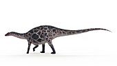 Illustration of a Dicraeosaurus