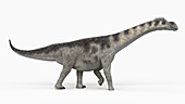 Illustration of a camarasaurus