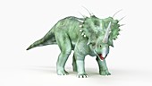 Illustration of a styracosaurus