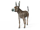Illustration of a donkey