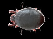 Illustration of a dust mite