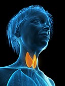 Illustration of an old woman's thyroid