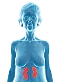 Illustration of an old woman's kidneys