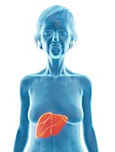 Illustration of an old woman's liver