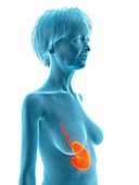 Illustration of an old woman's stomach