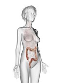 Illustration of an old woman's colon